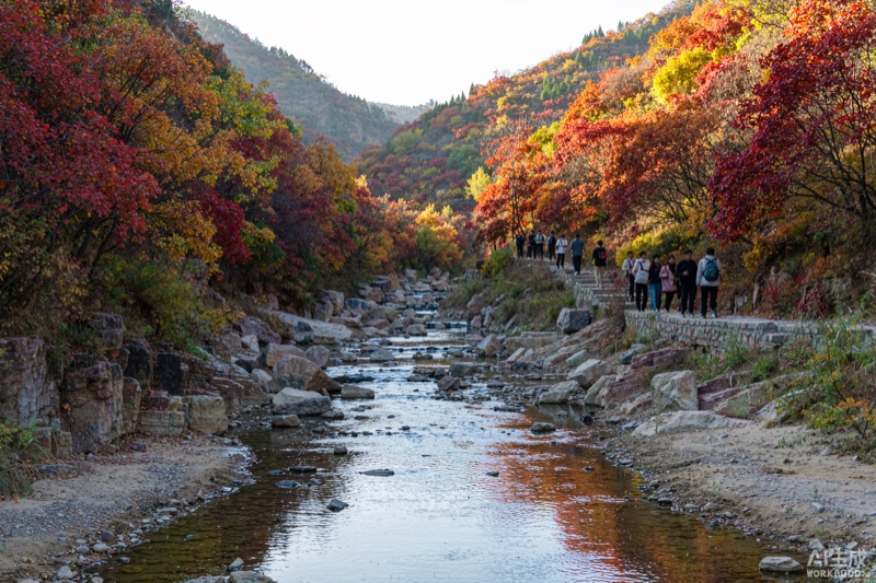 山西运城绛县紫家峪山谷，黄栌与枫树层叠成片红黄