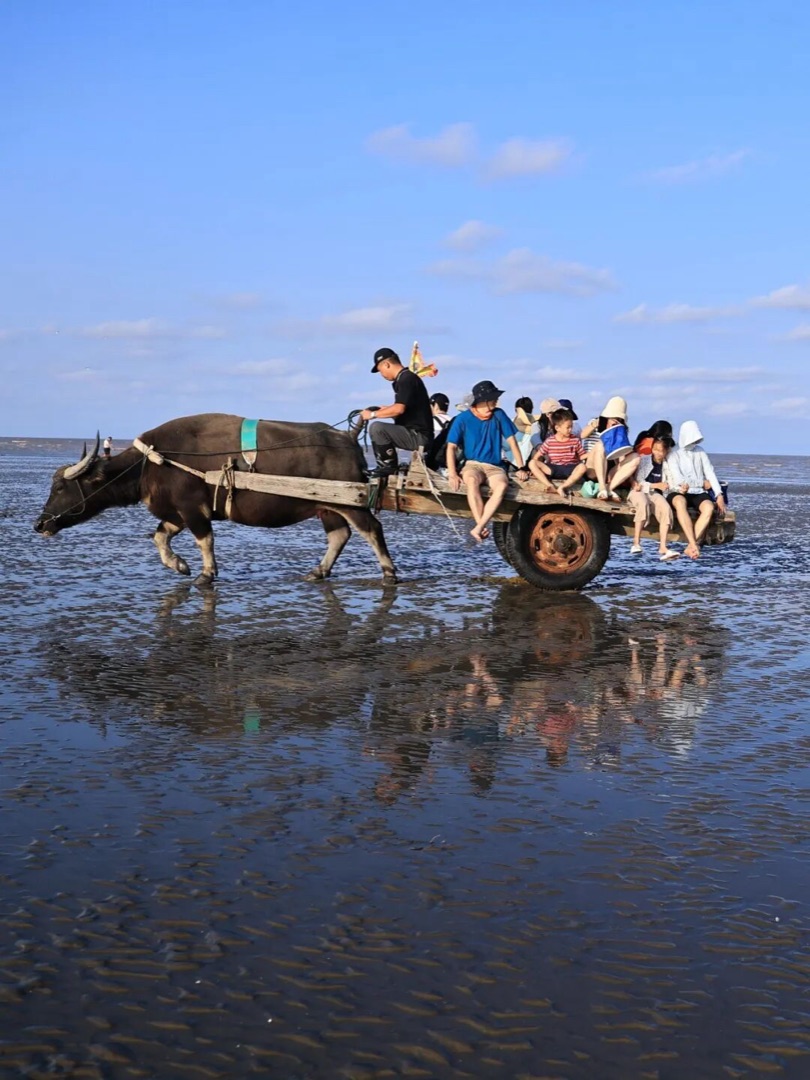 盐城启东黑沙滩坐着牛车赶海，亲子家庭滩涂实景