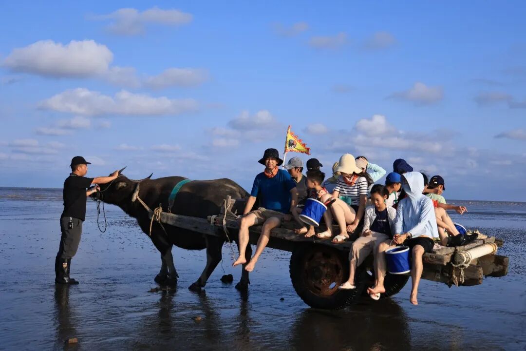 江苏启东黑沙滩 亲子家庭坐牛车穿过滩涂去赶海