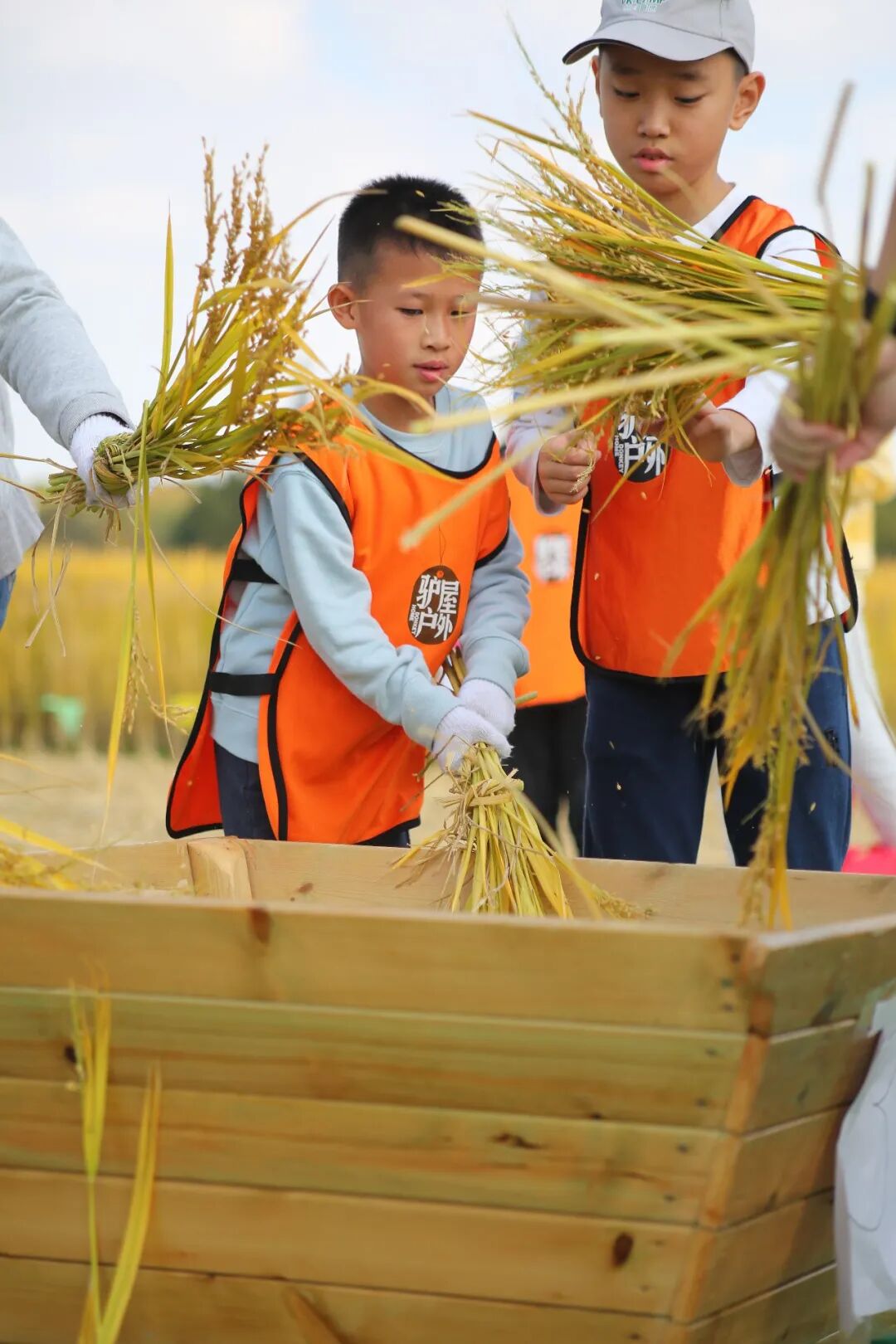 青浦稻田基地打谷桶旁，孩子举稻穗用力摔打脱粒