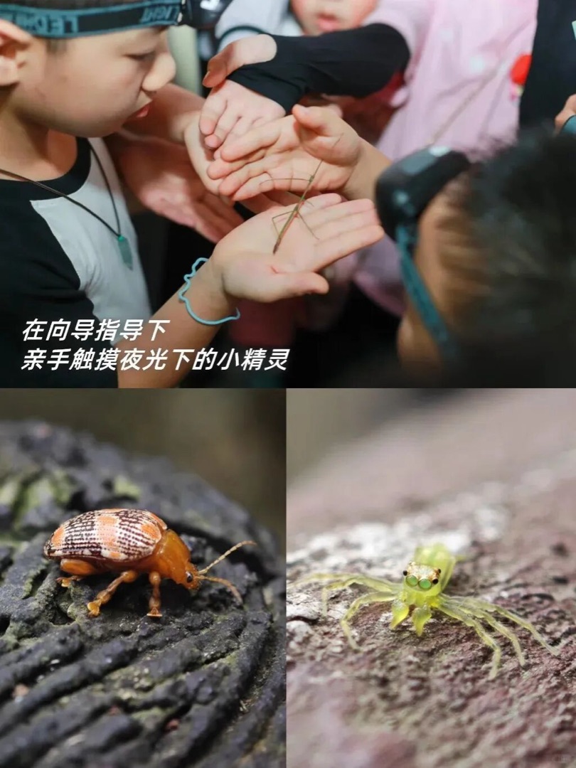 弄岗国家级自然保护区雨林夜观，孩子观察竹节虫等夜行昆虫