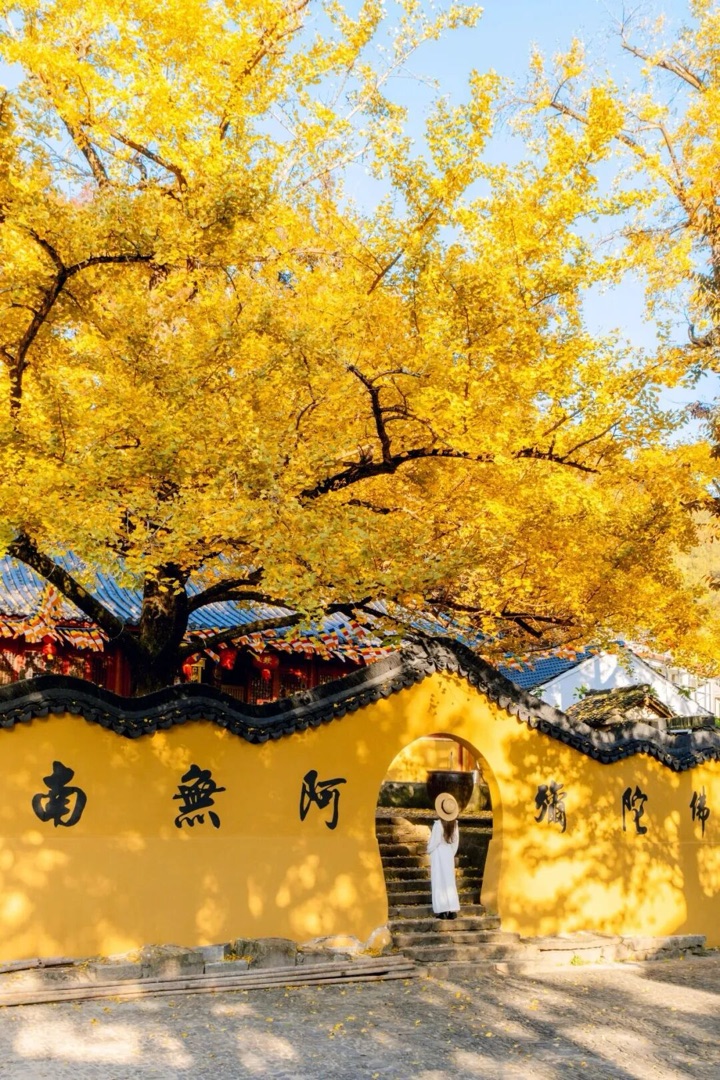 长兴八都岕古刹黄墙月洞门前，一棵满树金黄的千年银杏