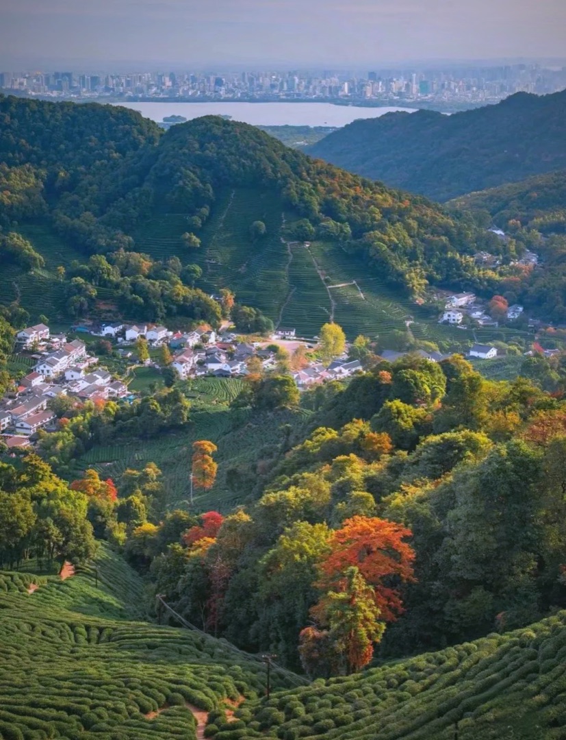 杭州九溪龙井茶园层叠绿垄与山谷白墙村落全景