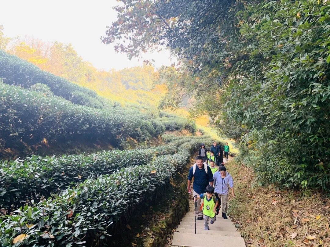亲子家庭在龙井村茶园石阶上沿山道向上徒步